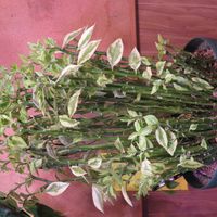 かぢゅ.大雲閣,観葉植物,新芽,インテリアグリーン,風水の画像