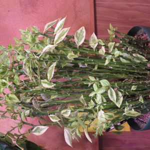 かぢゅ.大雲閣,観葉植物,新芽,インテリアグリーン,風水の画像