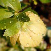 クリスマスローズ,ユキワリソウ,雪割草,水滴,嬉しいの画像