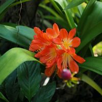 クンシラン,植物園,玄関先,今日のお花,写真の画像