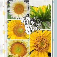 ヒマワリ,ユキヤナギ,ピンクユキヤナギ,白いヒマワリ,過去picの画像