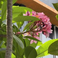 プルメリア,ピンク色の花,南国の花,お出かけ先の画像