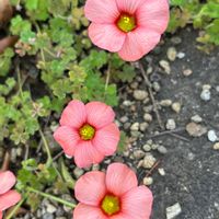 オキザリス,オキザリス スプリングチャーム,ナチュラルガーデン,お庭の花たち,宿根草の庭の画像