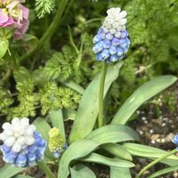ムスカリ　マウンテンレディ,ムスカリ　マウンテンレディ,植物のある暮らし,花友さんに感謝,ムスカリマウンテンレディーの画像