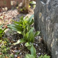 黄花カタクリ,キバナカタクリ,Den.ヤスコドリームマジック,シンゴジュウム　ライム,新しい葉っぱの画像