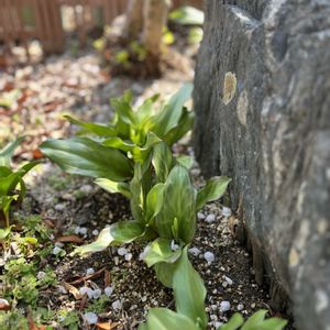 黄花カタクリ,キバナカタクリ,Den.ヤスコドリームマジック,シンゴジュウム　ライム,新しい葉っぱの画像