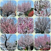 サクラ,エバーフレッシュ,アガベ・アテナータ,森林浴,熱帯植物の画像