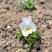ビオラ,花壇,ガーデニング,種から,かわいいな♡の画像