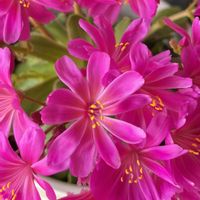 レウィシア,八重咲きスイセン,花のある暮らし,月曜日にビタミンカラー,小さな庭の画像