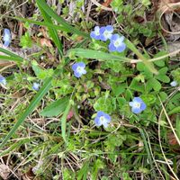 オオイヌノフグリの画像