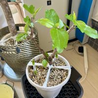 ハイビスカス,プルメリア,フィカス ルビー,フィカス,フィカス ベンガレンシスの画像