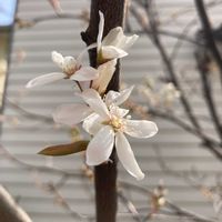 ジューンベリー,公園,お散歩,朝の一枚,庭の画像