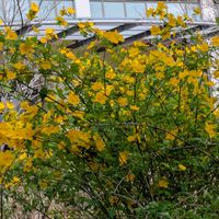 ヤブラン,ヤマブキ,斑入り沈丁花,お出かけ先の画像