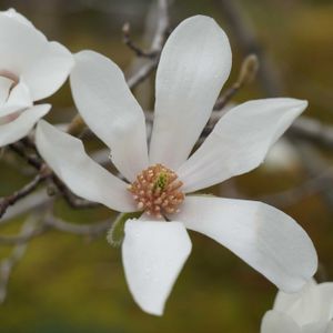 幣辛夷(しでこぶし),公園,白い花,お寺,庭園の画像