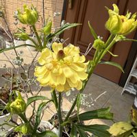 ラナンキュラス,ユーフォルビア・ゴールデンレインボー,ユーフォルビア属,ラックス　アポロン,ラナンキュラス ラックス アポロンの画像