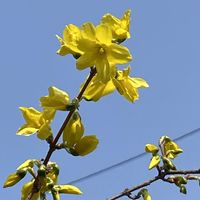 レンギョウの画像