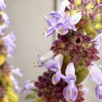 アロマティカス,アロマティカス,多肉植物,播種,自家採種の画像