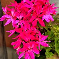 イベリス,ゼラニウム,ノースポール,ヒューケラ,ローダンセマム・アフリカンアイズの画像