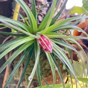 チランジア,ビカクシダ,庭の画像