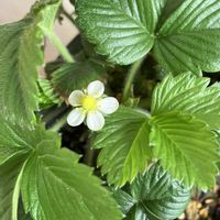 イチゴ,ガーデニング大好きの画像