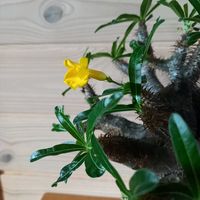 グラキリス,パキポディウム・グラキリス,発根管理の画像