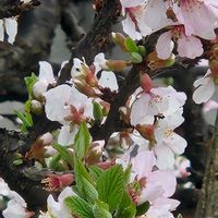 ユスラウメ,ユスラウメの画像