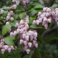 アセビ,日本庭園,庭木,自生,お寺の画像