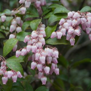 アセビ,日本庭園,庭木,自生,お寺の画像