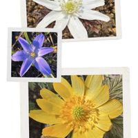 キクザキイチゲ,キクザキイチゲ,チオノドクサ,チオノドクサ,福寿草の画像