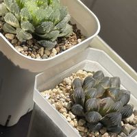ハオルチア,ハオルチア,多肉植物,観葉植物,ハオルチア属の画像