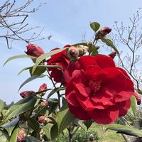 カリン,ツクシ,ツバキ,モモ,ユスラウメの画像