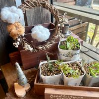 ワタ,姫フウロソウ,ナンキンハゼの実,コモロスミレ,マツバギク、白の画像