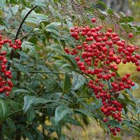 ナンテン,日本庭園,果実,庭木,常緑低木の画像