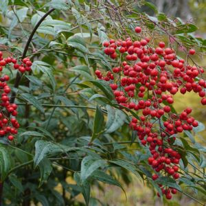 ナンテン,日本庭園,果実,庭木,常緑低木の画像