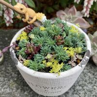 セダム,多肉植物,多肉寄せ植え,ガーデニング,花のある暮らしの画像