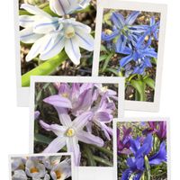 クロッカス,クロッカス,チオノドクサ,チオノドクサ,プスキニアの画像