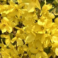 サクラ,ヒヤシンス,レンギョウの画像