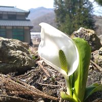 ショウジョウバカマ,ミズバショウ,山野草,新潟県の画像