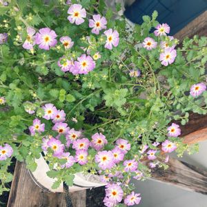 オステオスペルマム,PW  オステオスペルマム　キャンディフィールズ,ジャメスブリテニア サファリ モーブスカイ,ジャメスブリテニア サファリ モーブスカイ,温室の画像