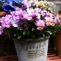 パンジー,ビオラ,ビオラ,ビオラ,植物のある暮らしの画像