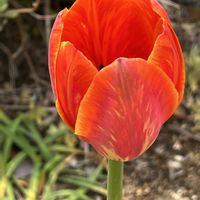 チューリップ,チューリップ,ブラシノキ,ブラシノキ,パンジーの画像