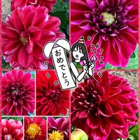 ダリア,過去pic,春ですね♪,復興祈願,キュンキュン乙女倶楽部の画像