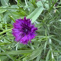 ヤグルマギクの画像