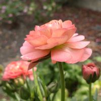 クリスマスローズ,クリスマスローズ,ラナンキュラス　ラックス,ラナンキュラス　ラックス,エリスの画像