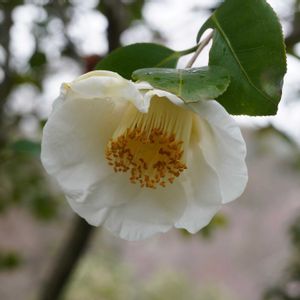 ツバキ,日本庭園,常緑低木,白い花,自生の画像