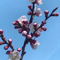 アンズ,花のある暮らし,春が来た,平和の祈り,チーム新潟の画像