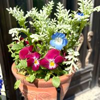 カレックス,ナデシコ,パンジー・ビオラ,ネモフィラ　プラチナスカイ,春のお花の画像