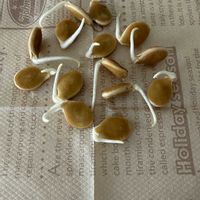 カボチャ,家庭菜園の画像