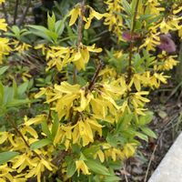 レンギョウの画像