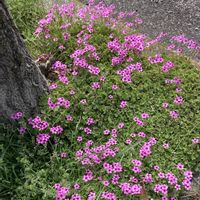 オキザリスの画像